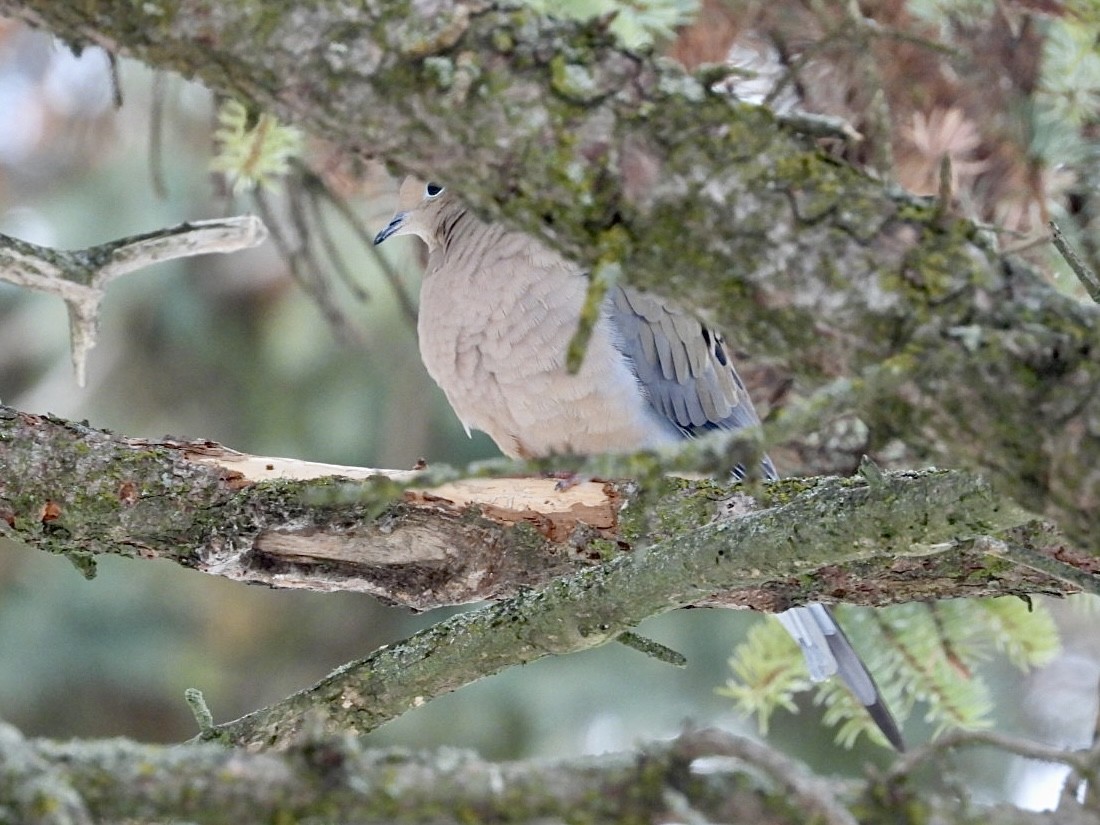 Mourning Dove - ML628114506