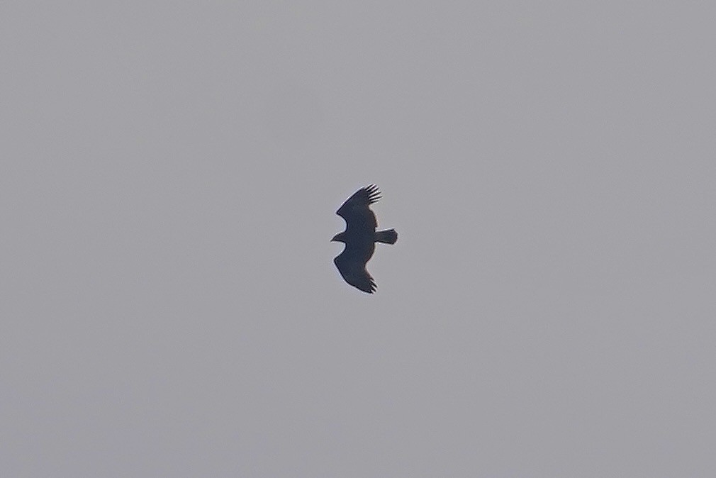 Greater Spotted Eagle - ML628114552