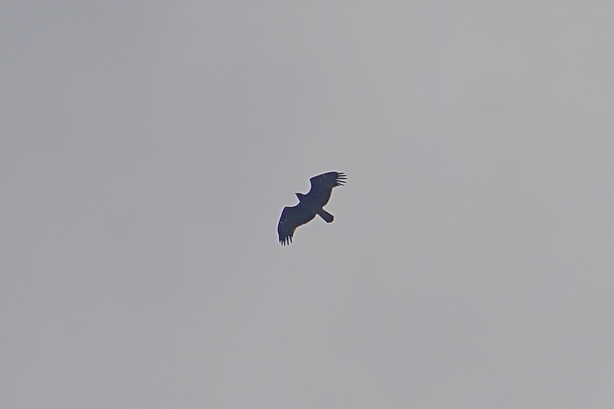 Greater Spotted Eagle - ML628114553