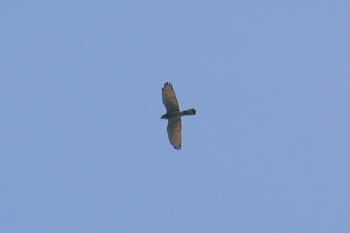 Gray-faced Buzzard - ML628114560