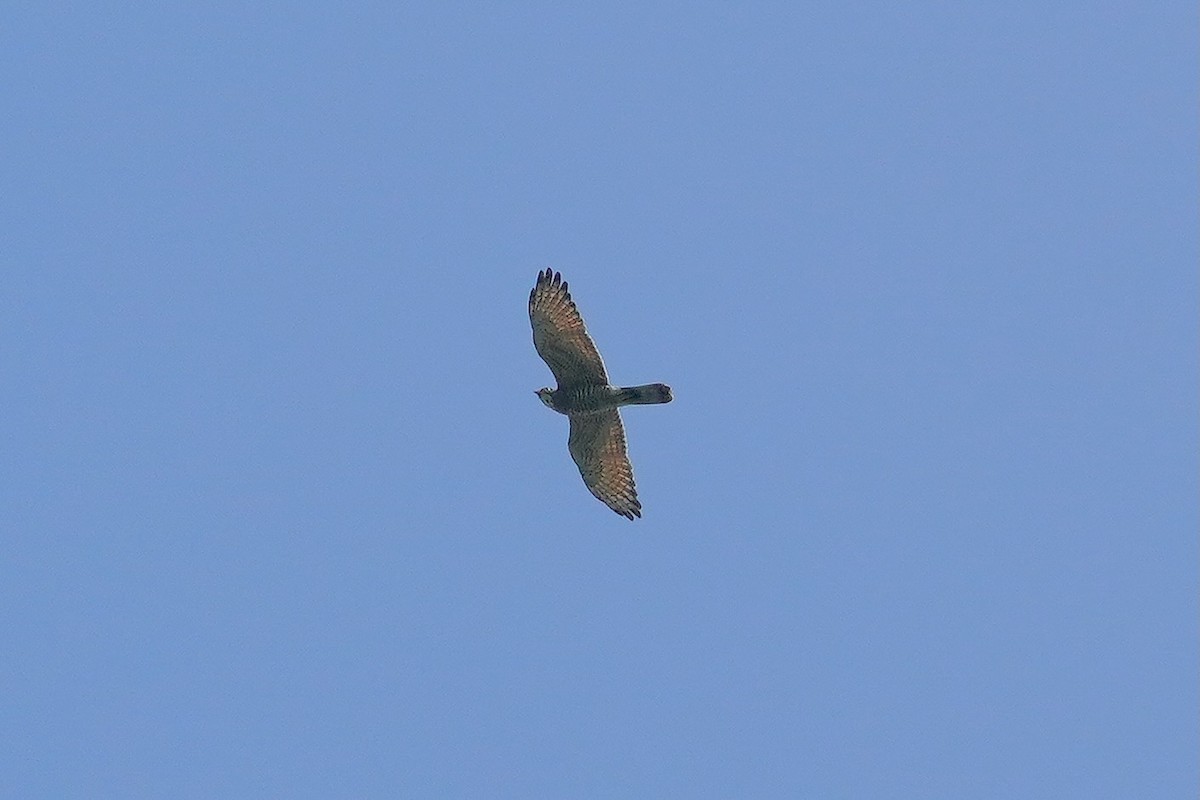 Gray-faced Buzzard - ML628114561