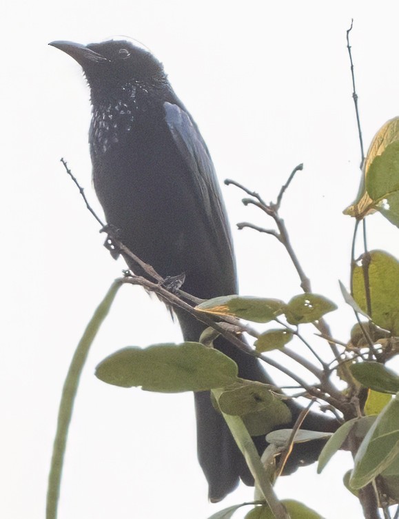 Hair-crested Drongo - ML628114570