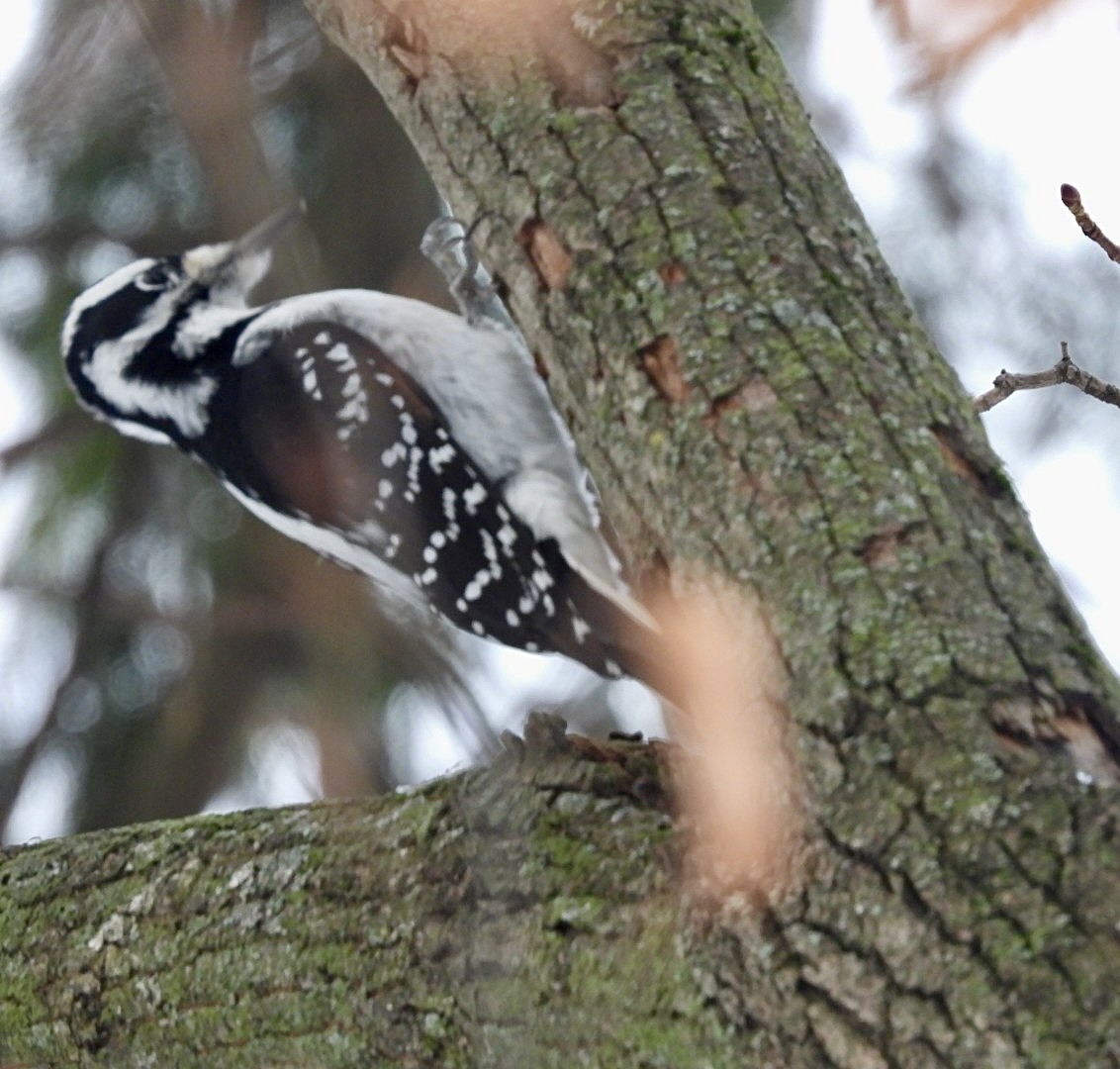 Hairy Woodpecker - ML628114579