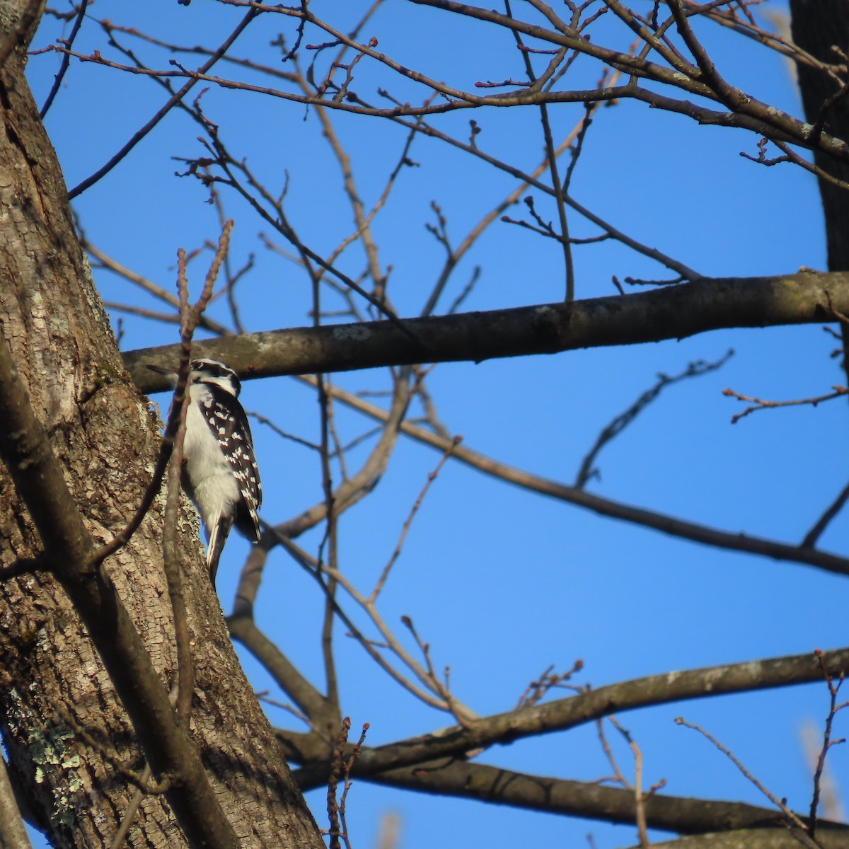 Hairy Woodpecker - ML628114592