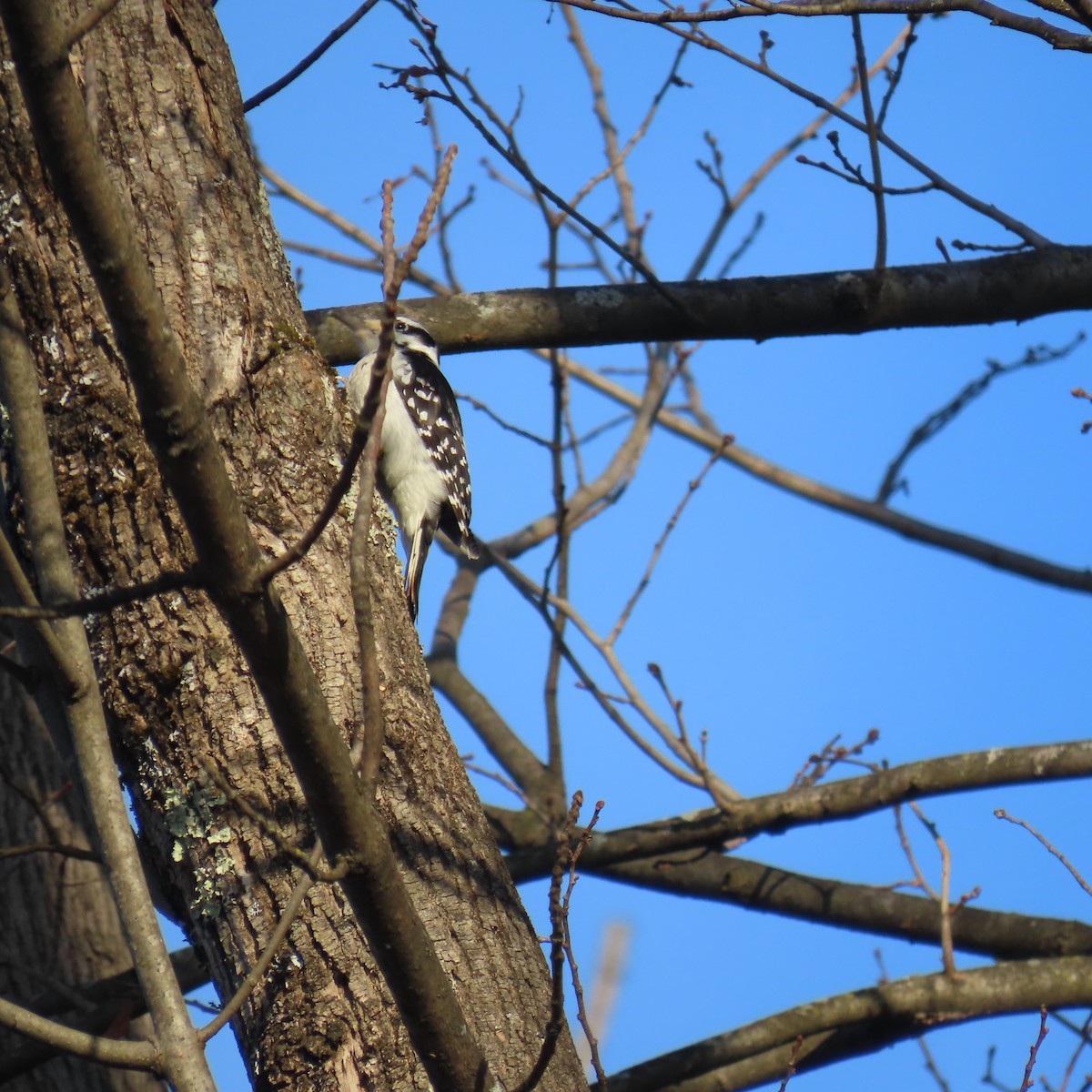 Hairy Woodpecker - ML628114593