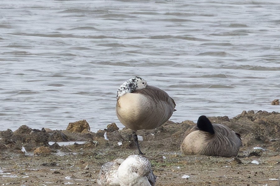 Канад галуу - ML628114610