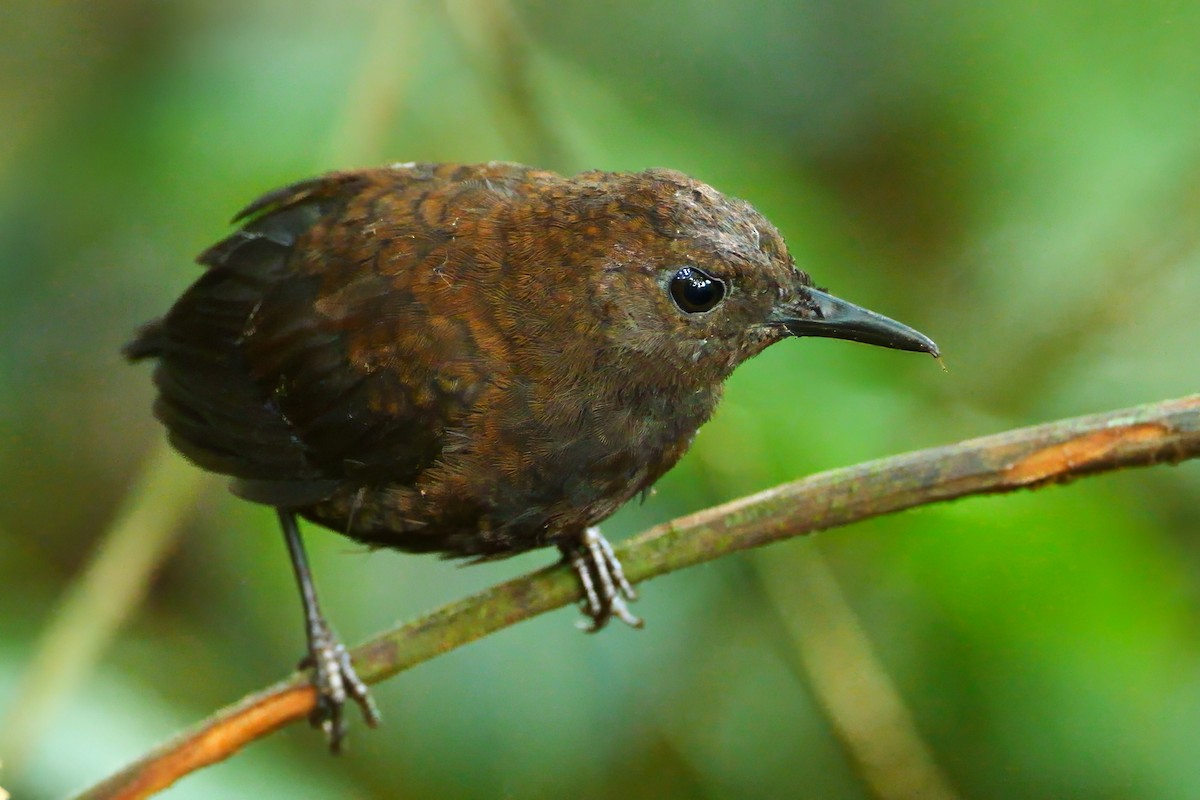 Nightingale Wren - ML628114670