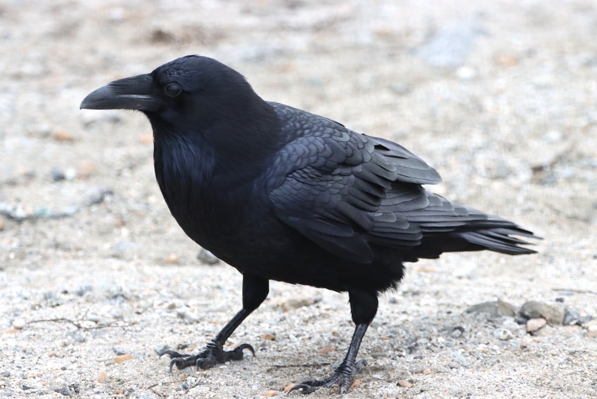 Common Raven - ML628114684