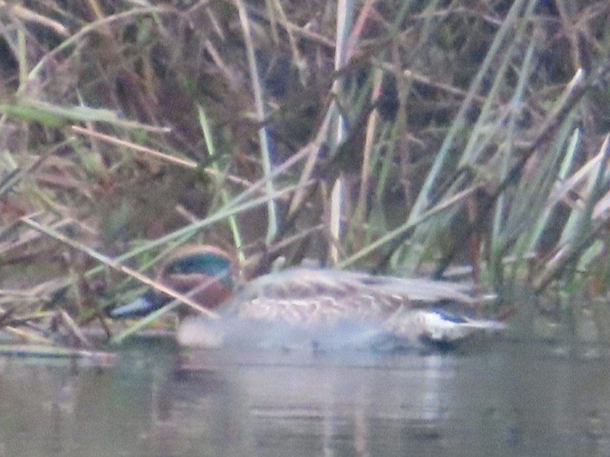 Green-winged Teal - ML628114728