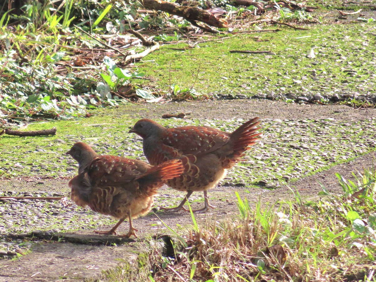 Taiwan Bamboo-Partridge - ML628114736
