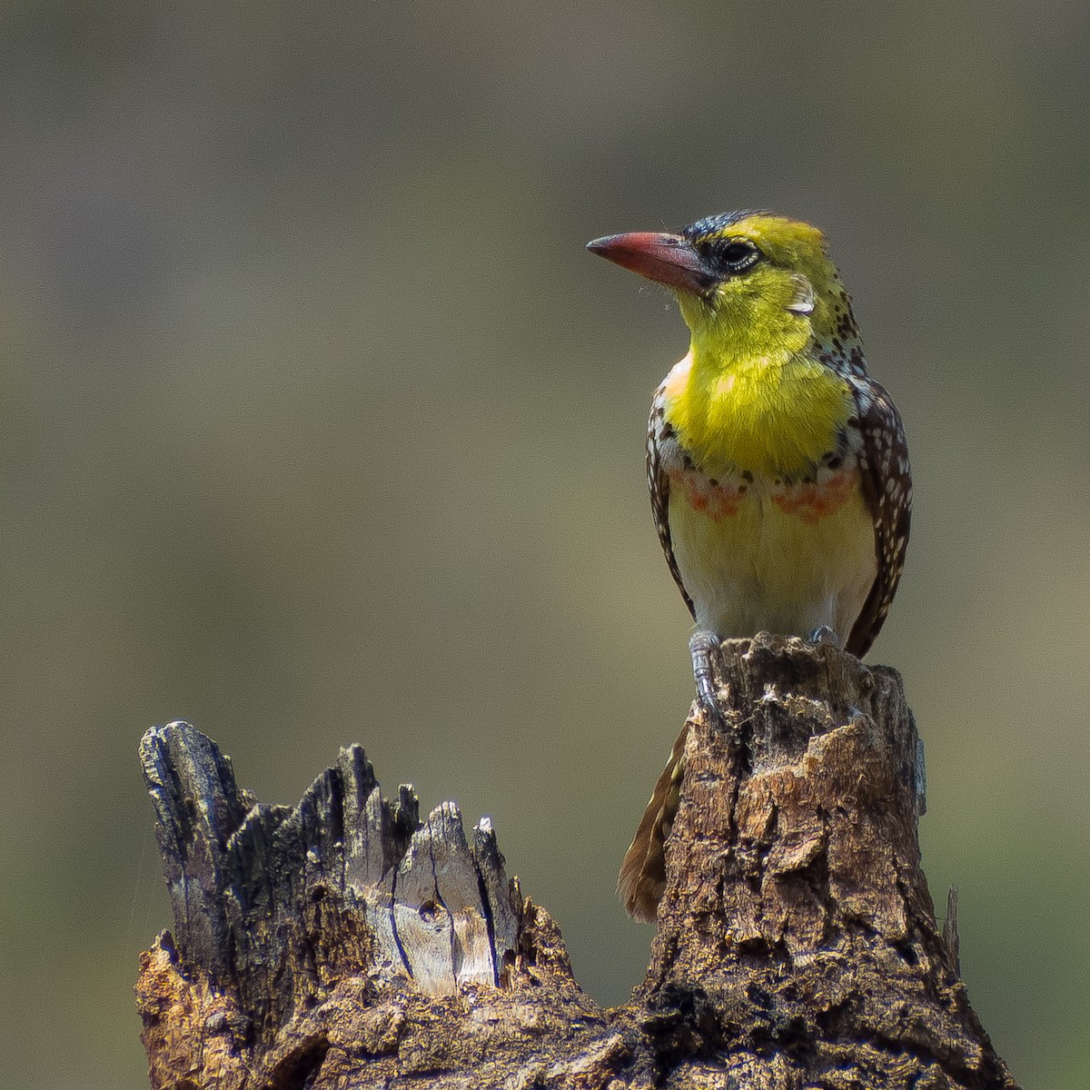 Yellow-breasted Barbet - ML628114763