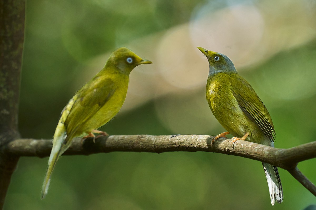 Gray-headed Bulbul - ML628114790