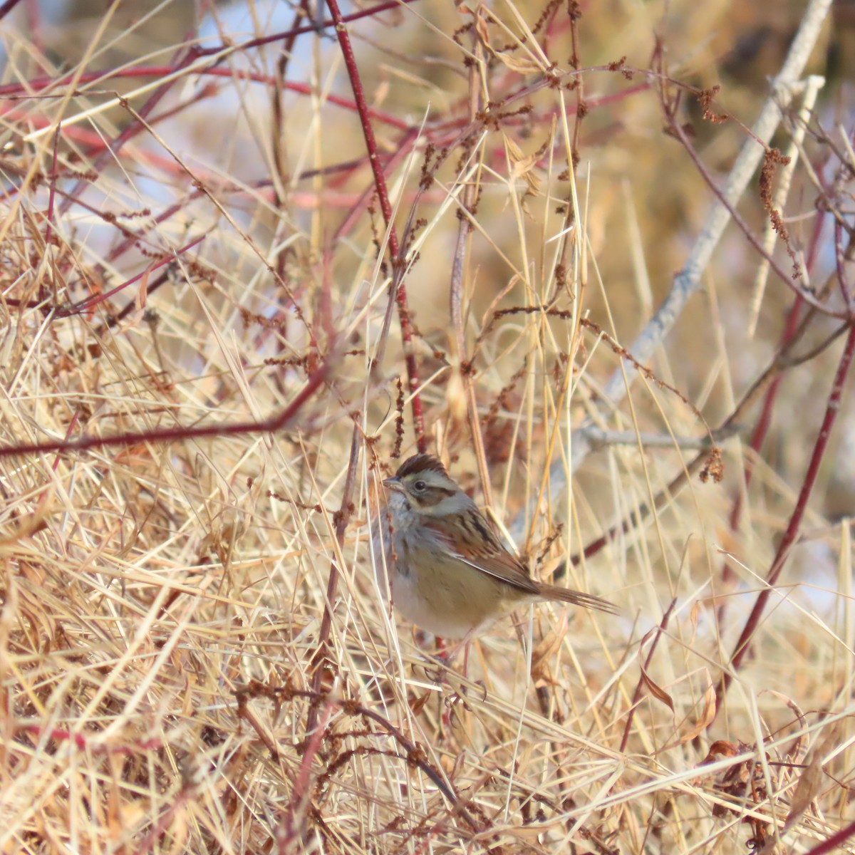 Swamp Sparrow - ML628114820