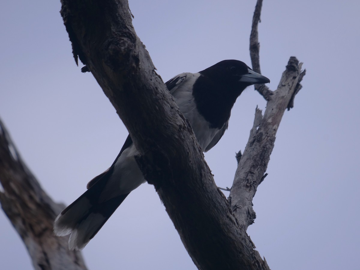 Pied Butcherbird - ML628115050