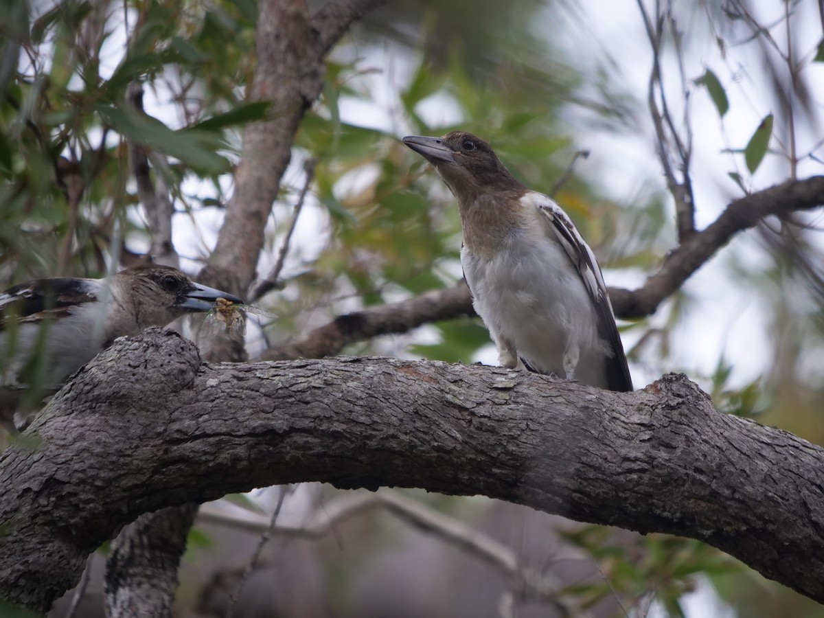 Pied Butcherbird - ML628115051