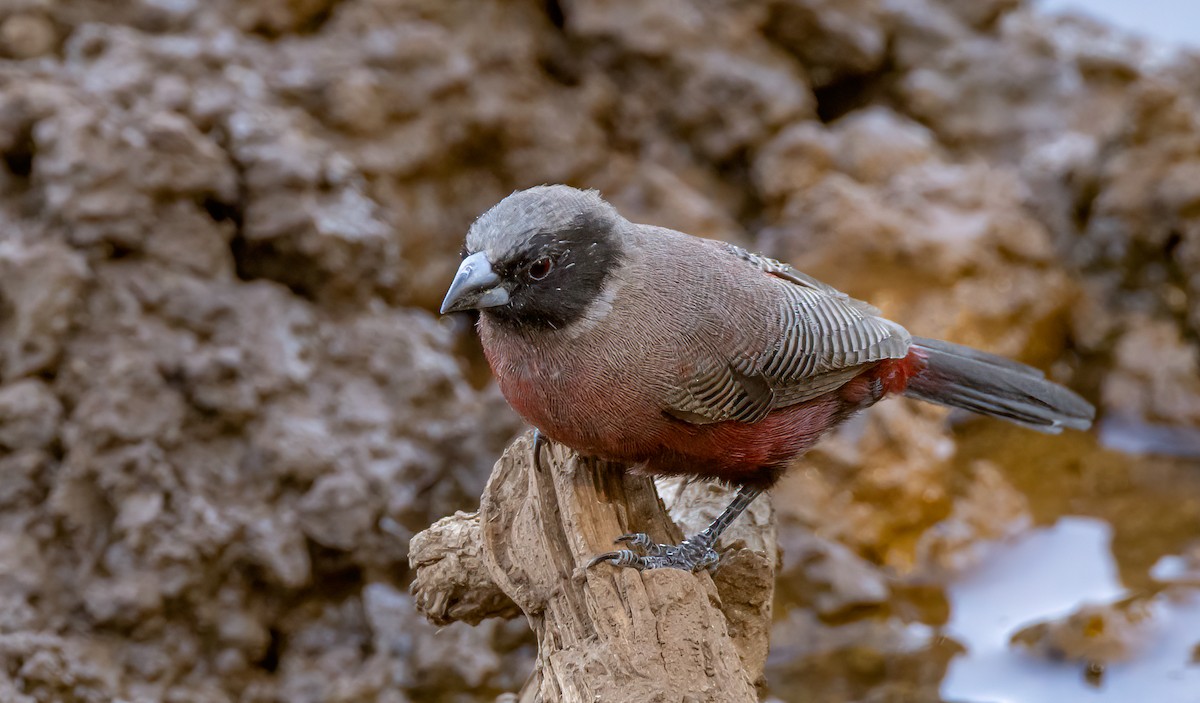 Black-faced Waxbill - ML628115055