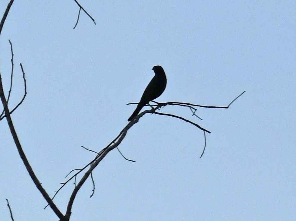 Shiny Cowbird - ML628115155