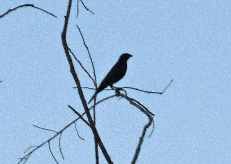 Shiny Cowbird - ML628115158