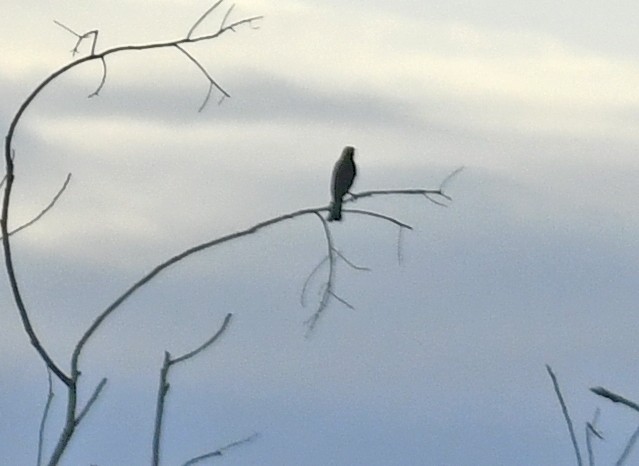 Shiny Cowbird - ML628115160