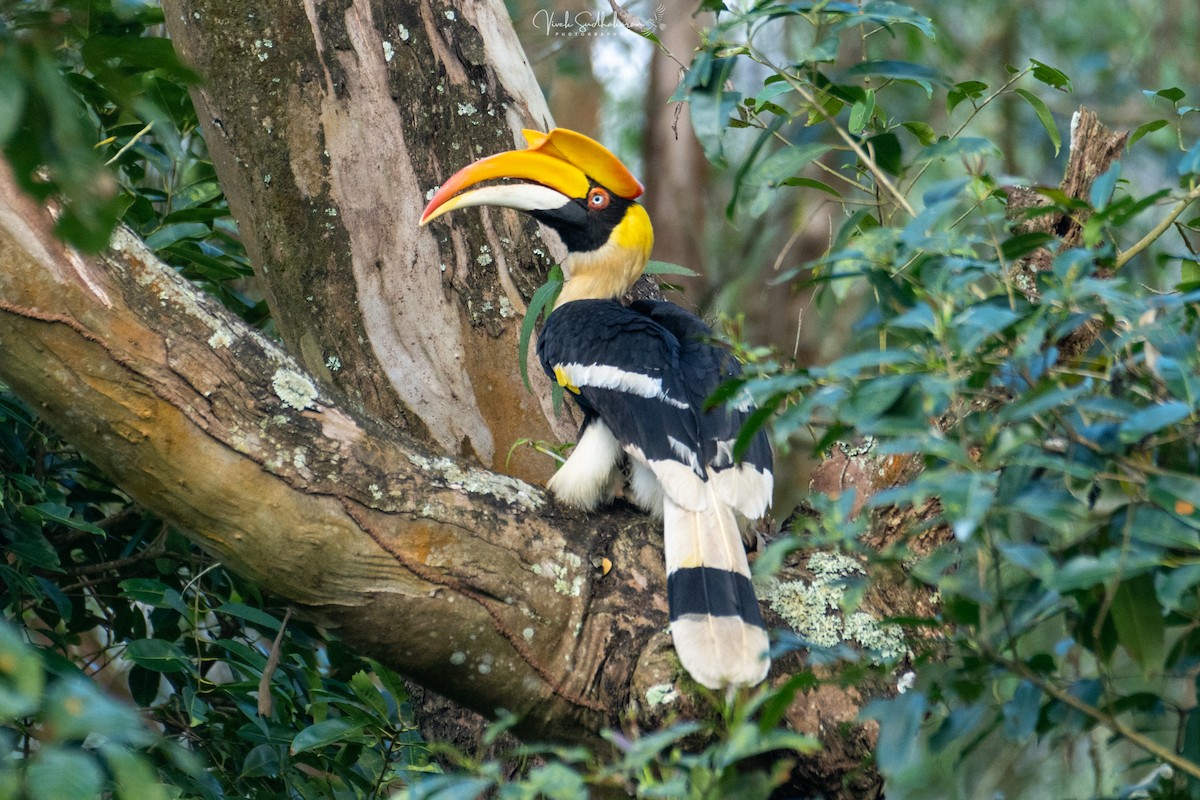 Great Hornbill - ML628115203