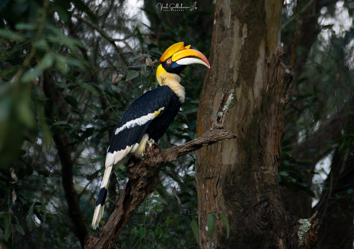 Great Hornbill - ML628115204