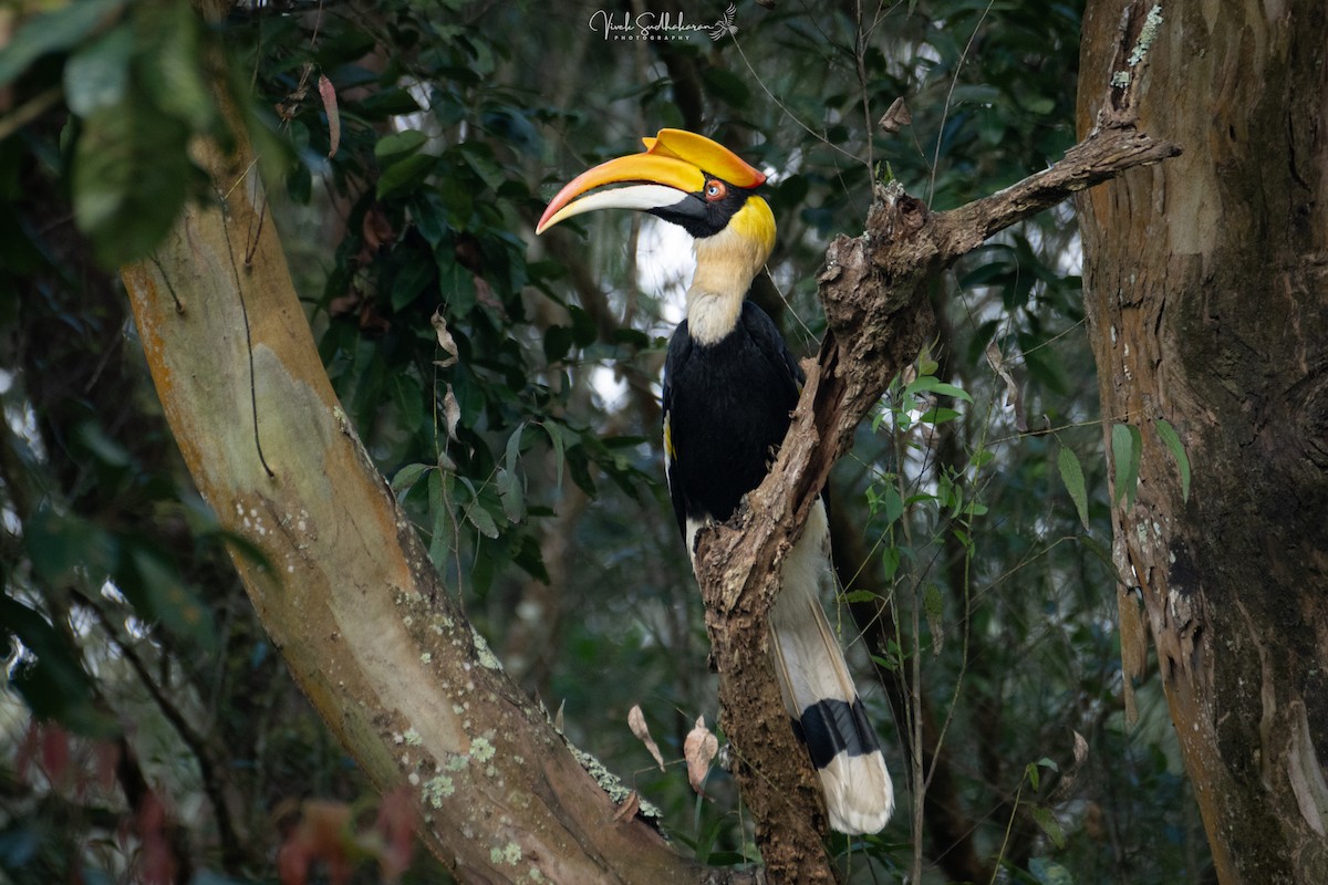 Great Hornbill - ML628115205