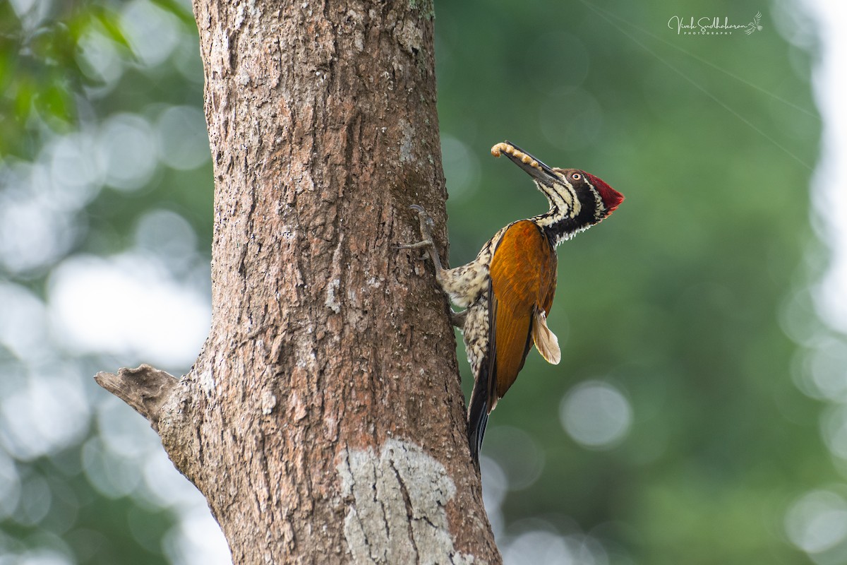 Malabar Flameback - ML628115321