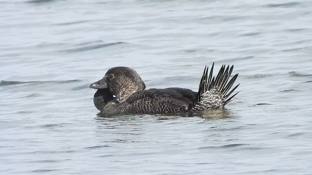 Musk Duck - ML628115346