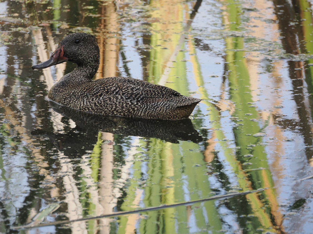 Stictonette tachetée - ML628115352