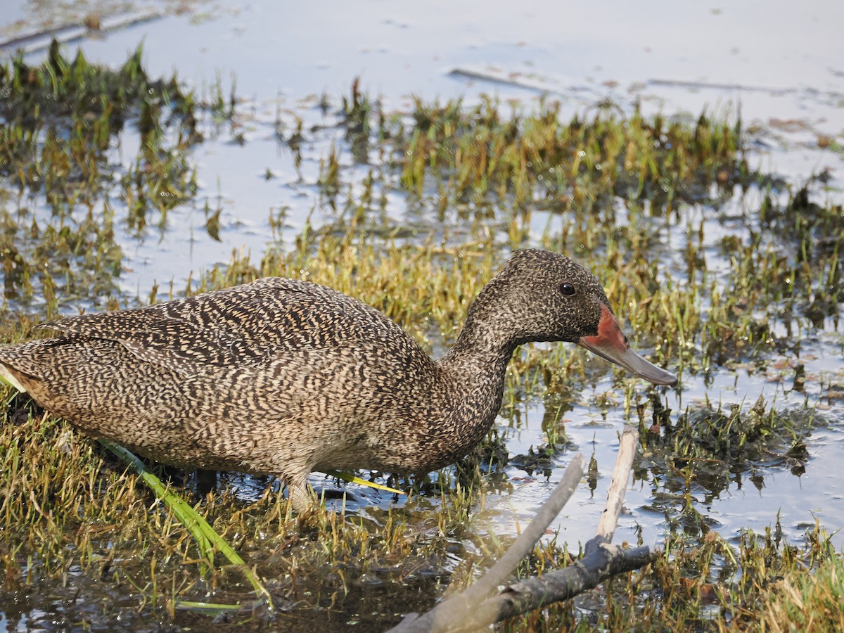 Stictonette tachetée - ML628115390