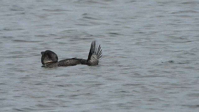 Musk Duck - ML628115406