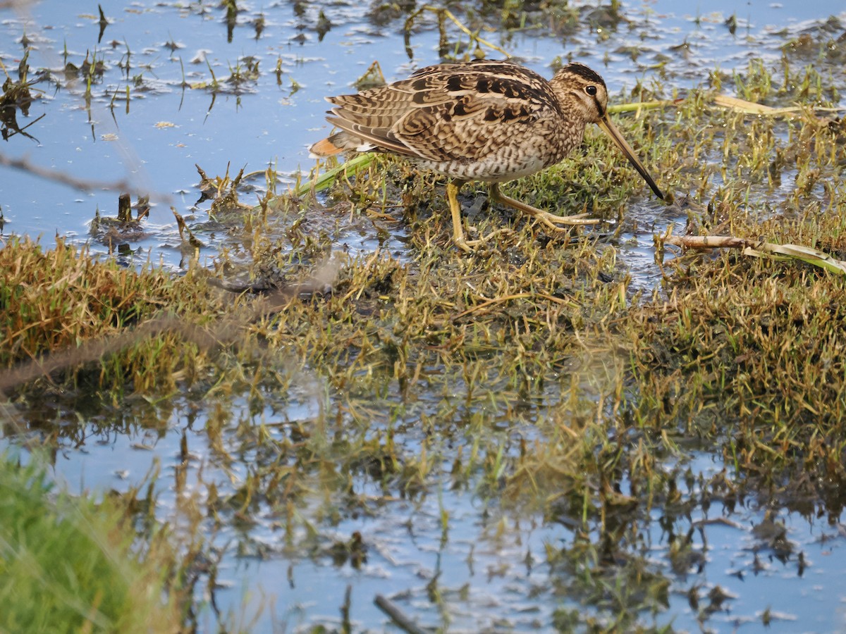Bécassine du Japon - ML628115411