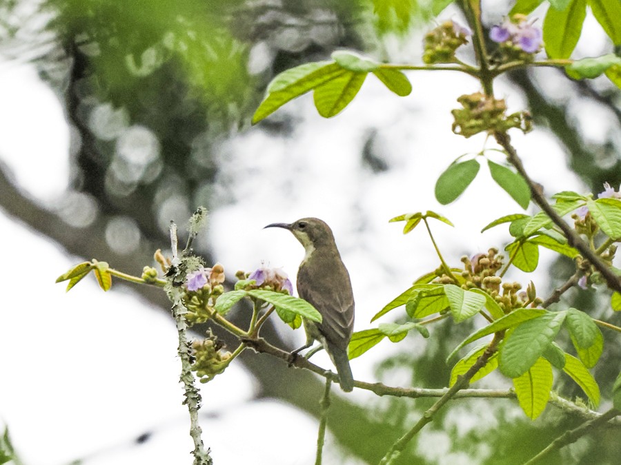 Neergaard's Sunbird - ML628115423