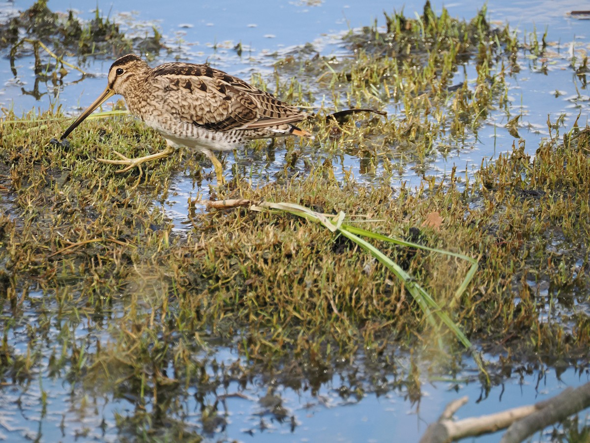 Bécassine du Japon - ML628115425