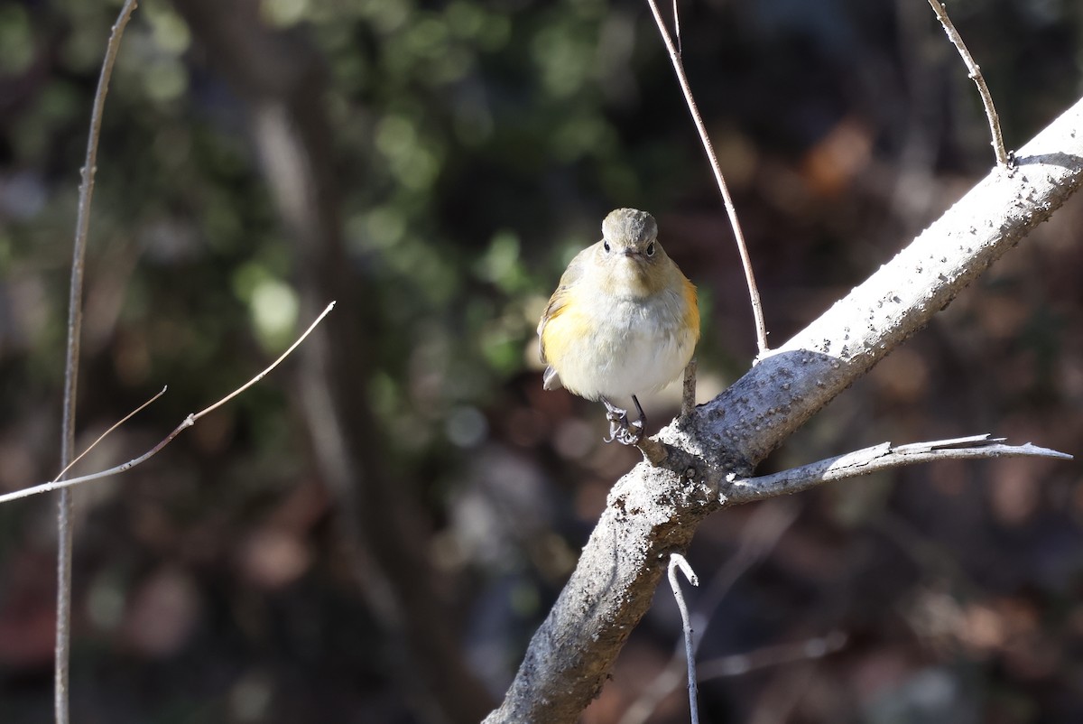 modruška tajgová - ML628115428