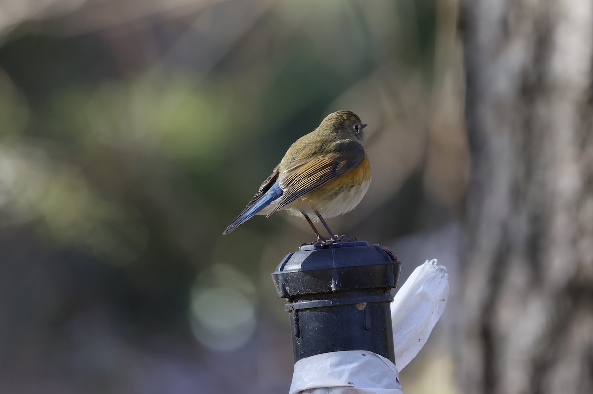 modruška tajgová - ML628115429