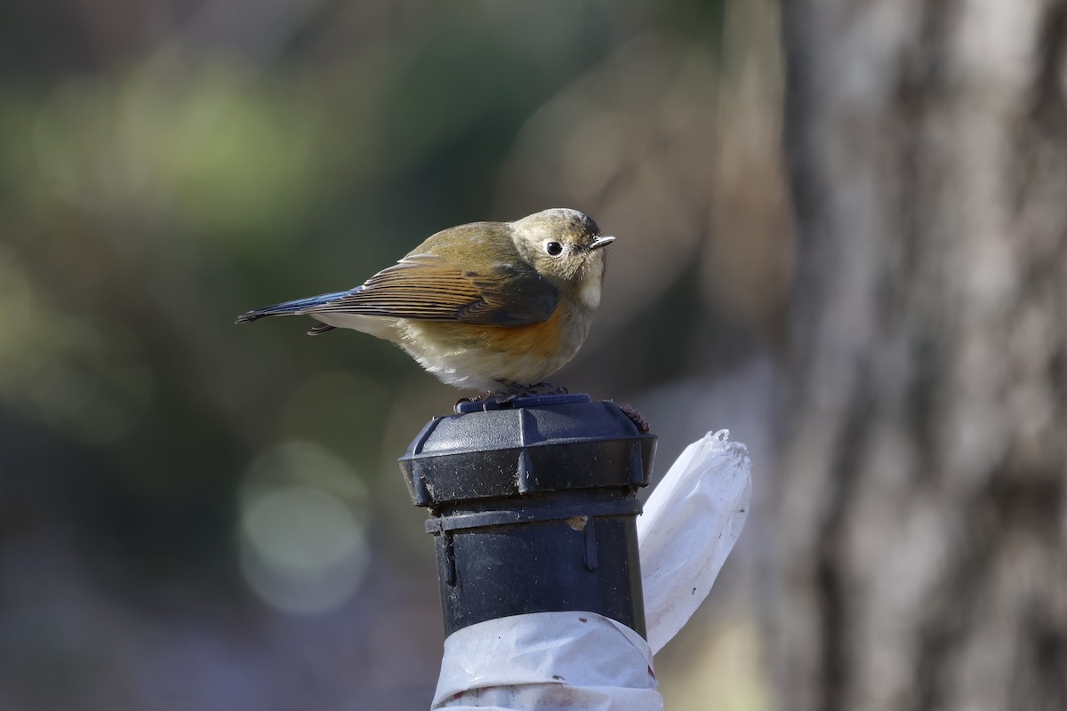 modruška tajgová - ML628115430