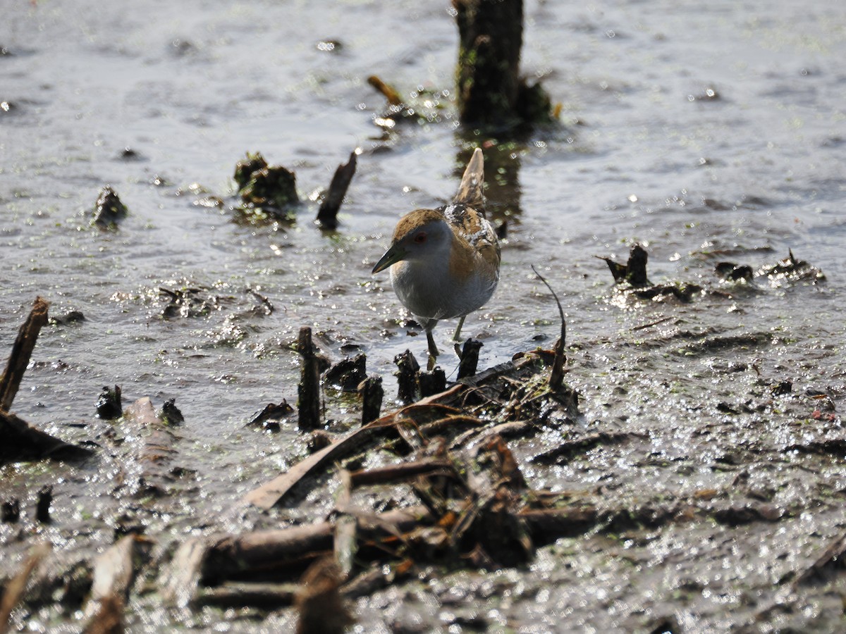 Marouette de Baillon - ML628115437