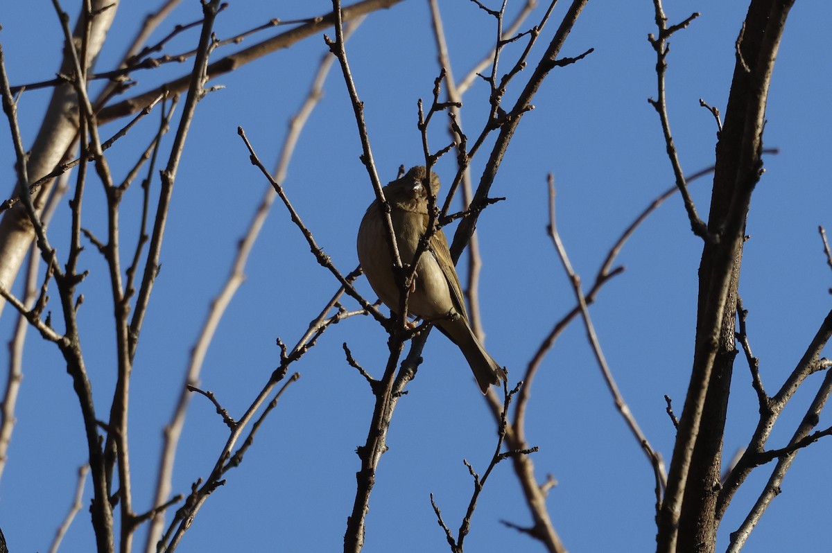 hýl rudý - ML628115439