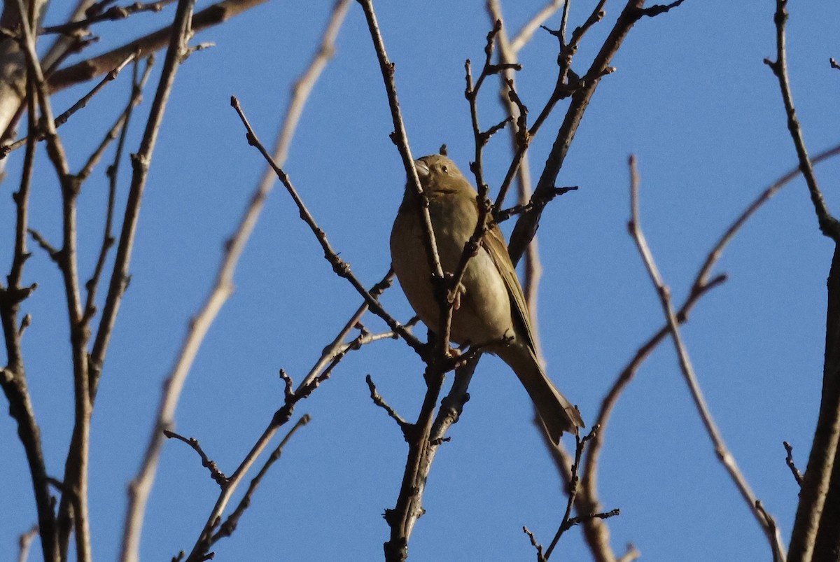 hýl rudý - ML628115440