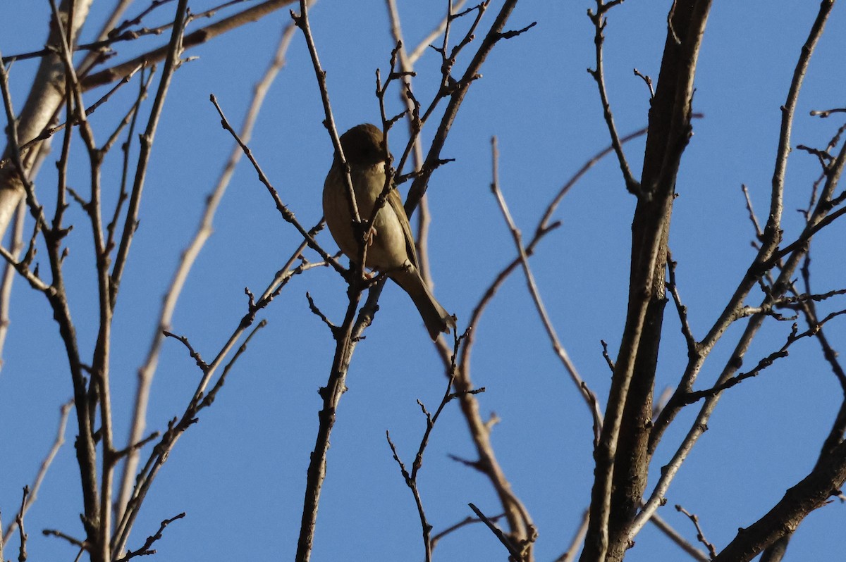 hýl rudý - ML628115441