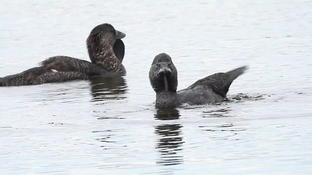 Musk Duck - ML628115451