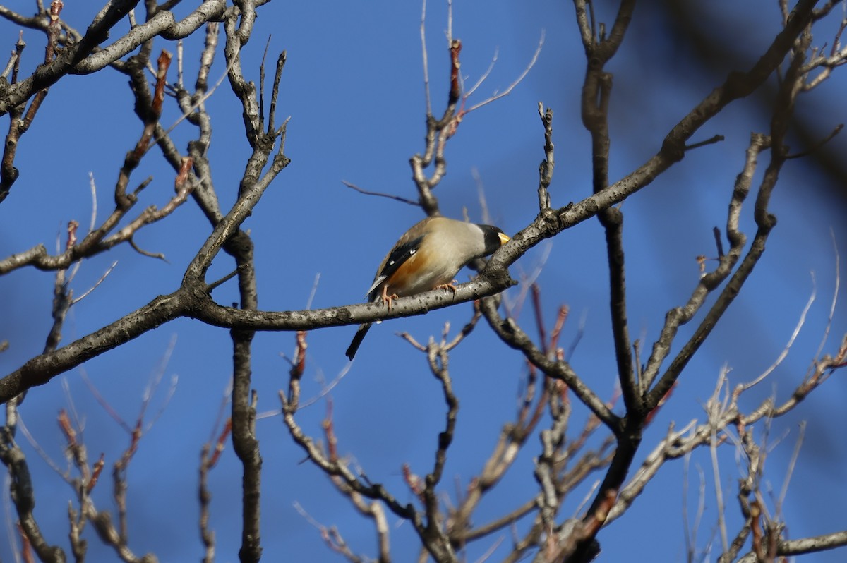 dlask východní - ML628115452