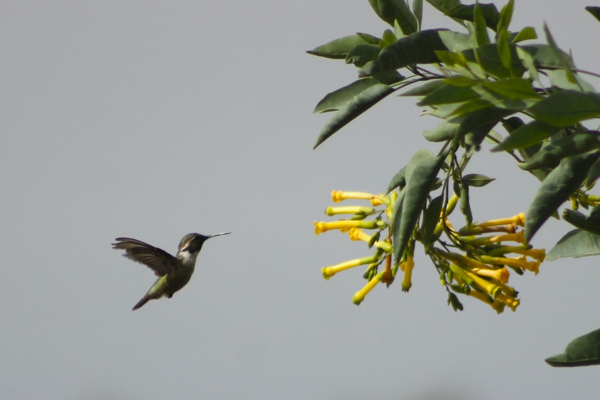 Costa's Hummingbird - ML628115453