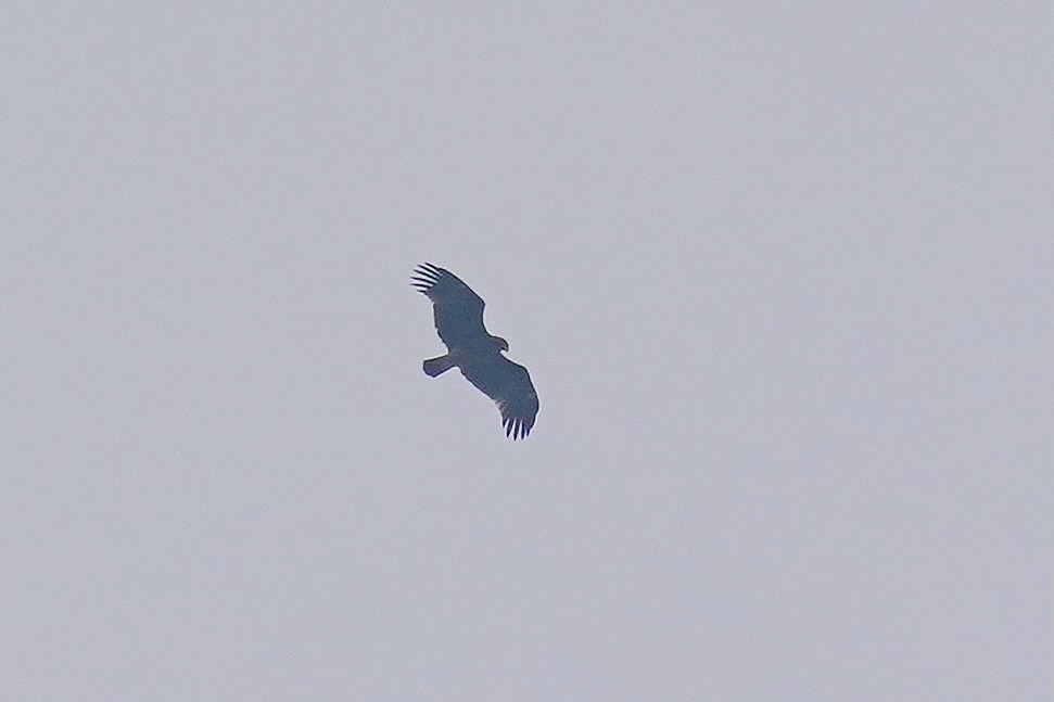 Greater Spotted Eagle - ML628115469