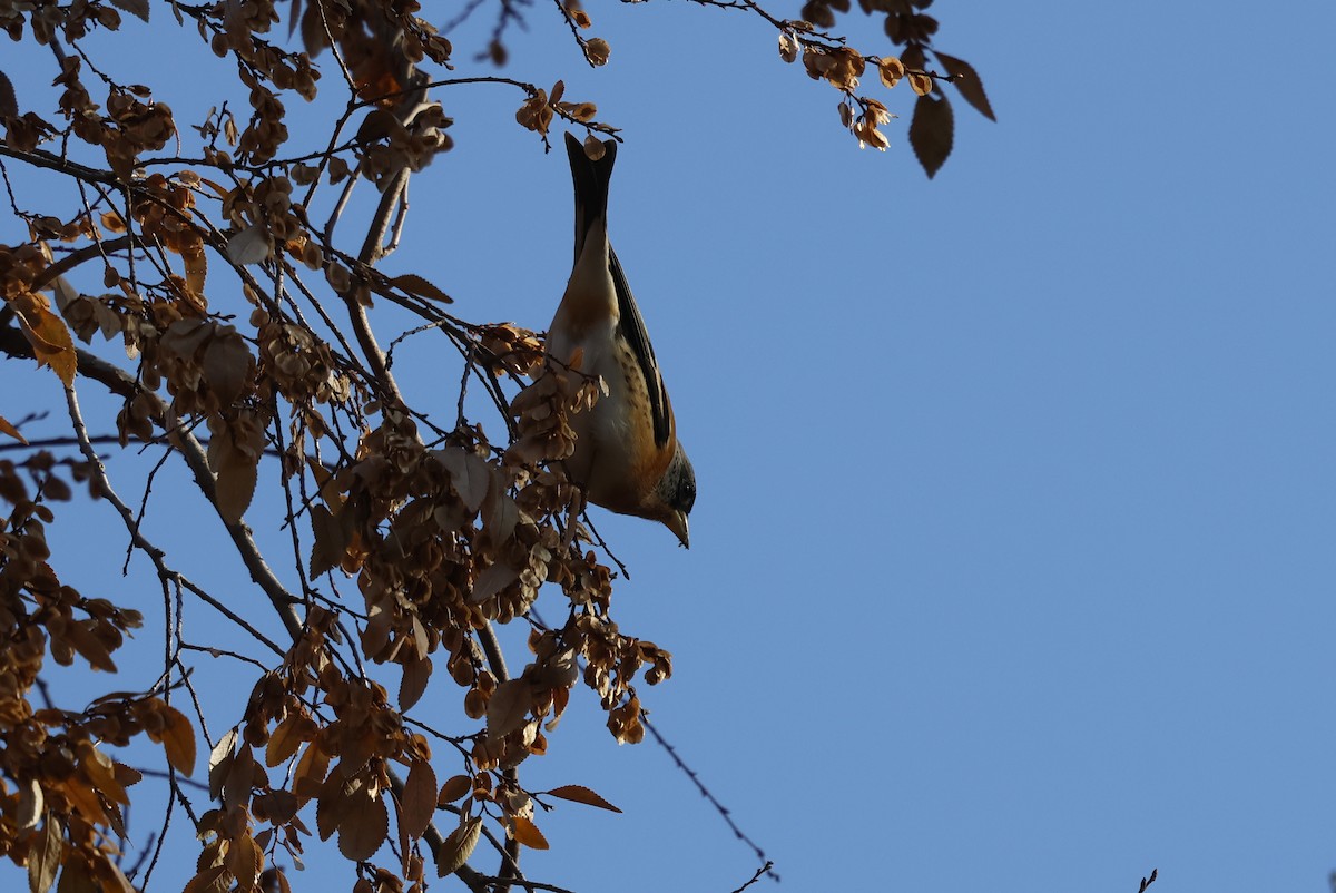 pěnkava jikavec - ML628115494