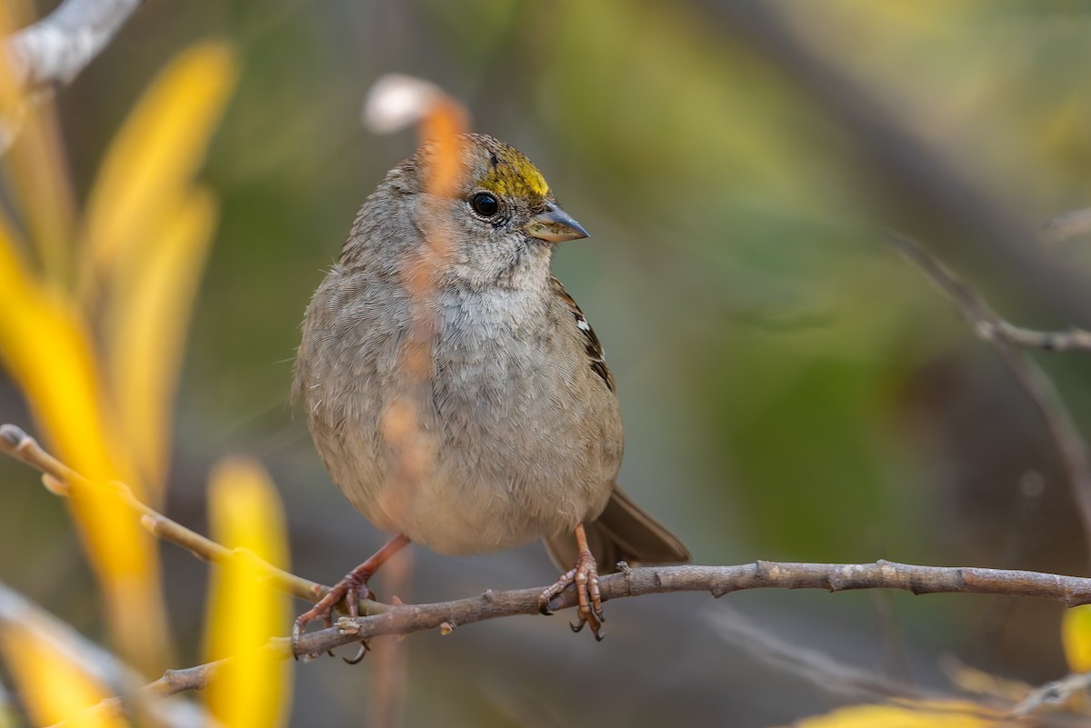 Golden-crowned Sparrow - ML628115525