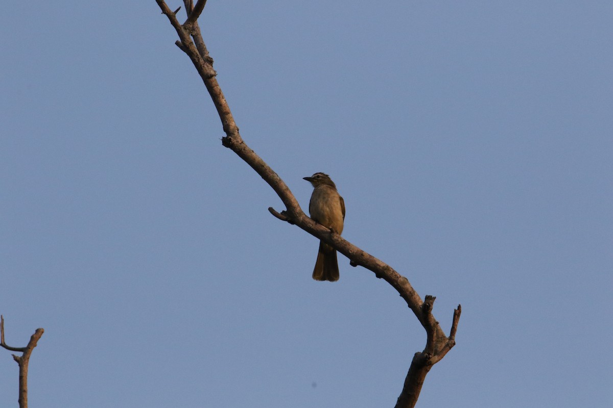 White-browed Bulbul - ML628115532