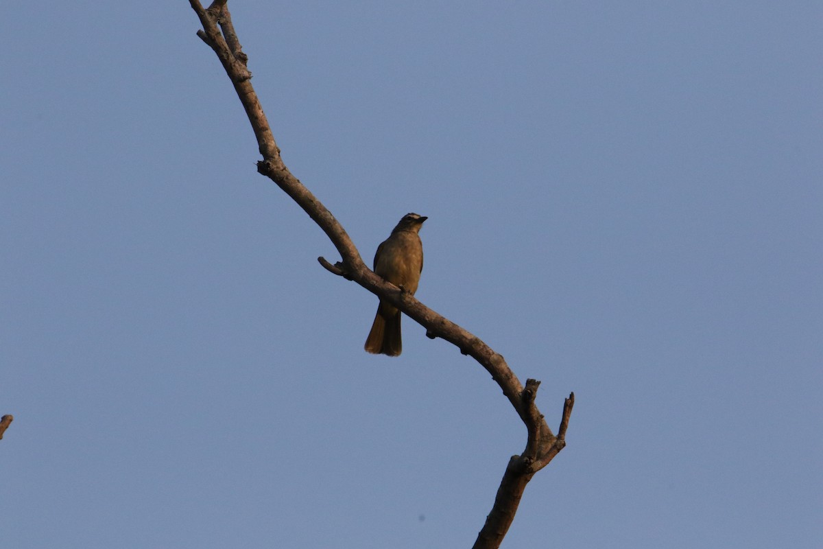 White-browed Bulbul - ML628115533