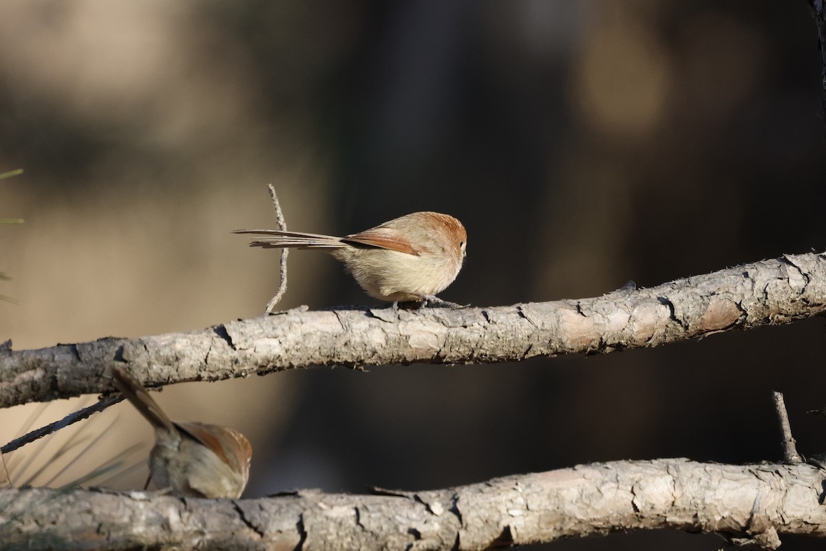 sýkořík vínoprsý - ML628115535